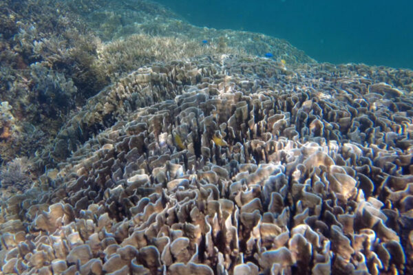 石垣島の白保海岸でシュノーケリング！世界最大級のアオサンゴ群落が見れるのはここだけ