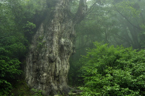 屋久島旅行のベストシーズンはいつ？季節・目的別に徹底解説