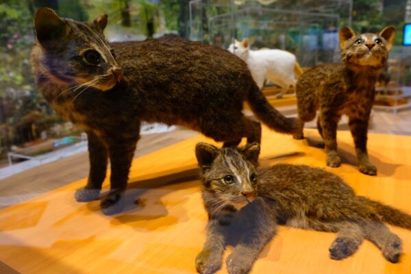 西表島観光は子連れでどう回る？小5・中2と巡る家族4人の完全ガイド【2026年最新】